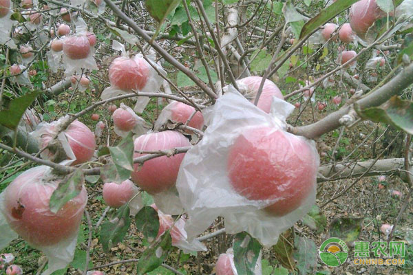 蘋果的需肥特點和施肥技巧-圖片版權(quán)歸惠農(nóng)網(wǎng)所有