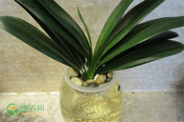 君子蘭如何判斷是否需要澆水？澆水要注意哪些問(wèn)題？-圖片版權(quán)歸惠農(nóng)網(wǎng)所有