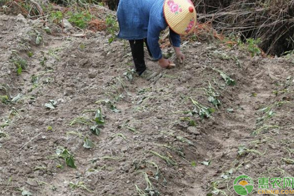 红薯苗出土几天能剪栽？红薯苗有哪些种植方法？-图片版权归惠农网所有