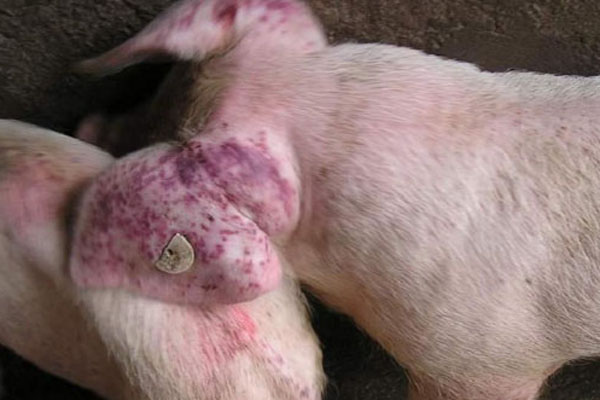 猪瘟脾脏症状图片图片