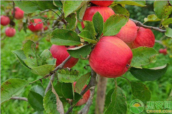 8月份苹果树种植管理要点-图片版权归惠农网所有