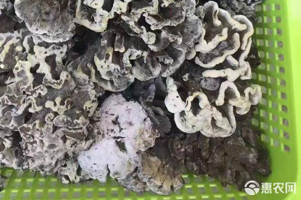 干巴菌价格多少钱一斤?为什么那么贵?