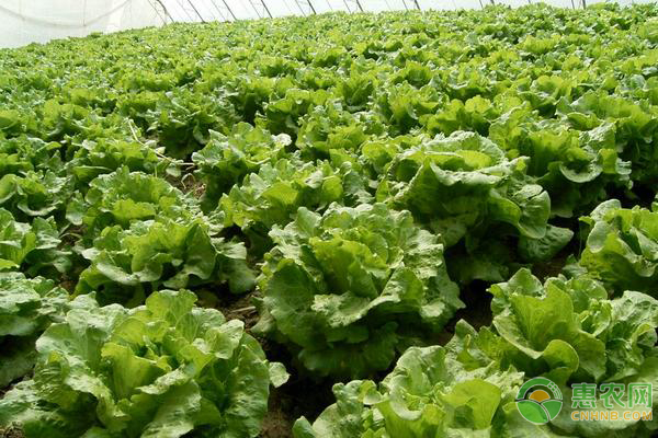 秋季適合種植哪些葉菜？-圖片版權歸惠農(nóng)網(wǎng)所有
