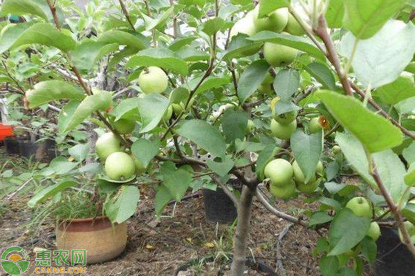 蘋小卷葉蛾成蟲有何趨性？-圖片版權(quán)歸惠農(nóng)網(wǎng)所有