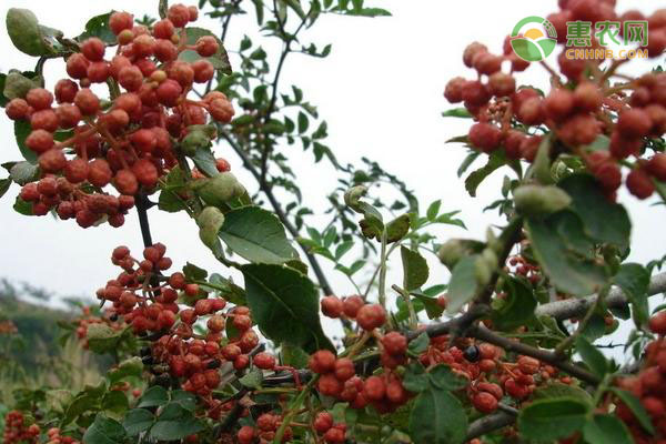 花椒树的种植条件及管理要点-图片版权归惠农网所有