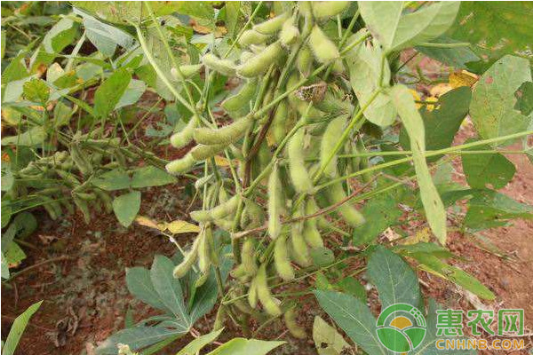 种植大豆什么时候收获好？怎么判断是否成熟？