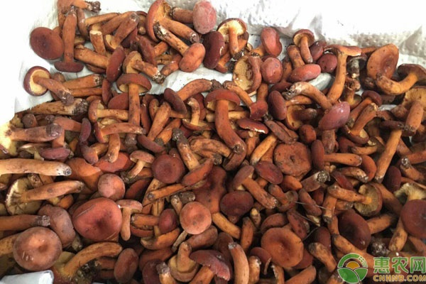 今日蘑菇的市场价格在多钱一斤?