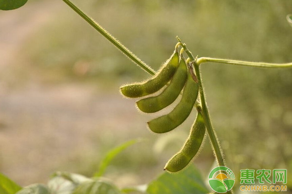 黄豆的种植时间及方法-图片版权归惠农网所有