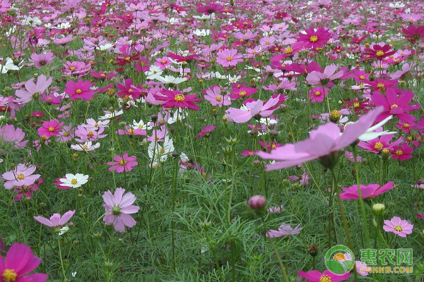 格桑花是什么花 花语和寓意有哪些 惠农网触屏版