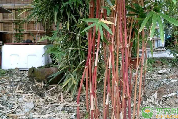 红竹和红寒竹的区别 惠农网触屏版