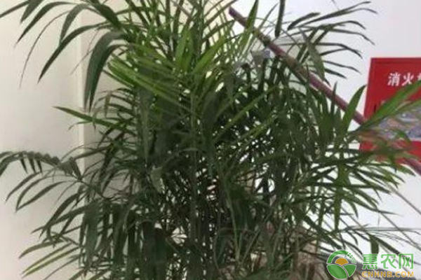 袖珍椰子葉子發(fā)黃干枯怎么辦？-圖片版權(quán)歸惠農(nóng)網(wǎng)所有