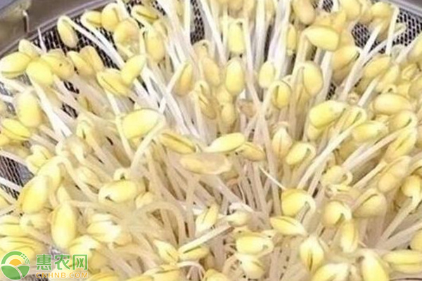 綠豆怎么種成豆芽？-圖片版權(quán)歸惠農(nóng)網(wǎng)所有