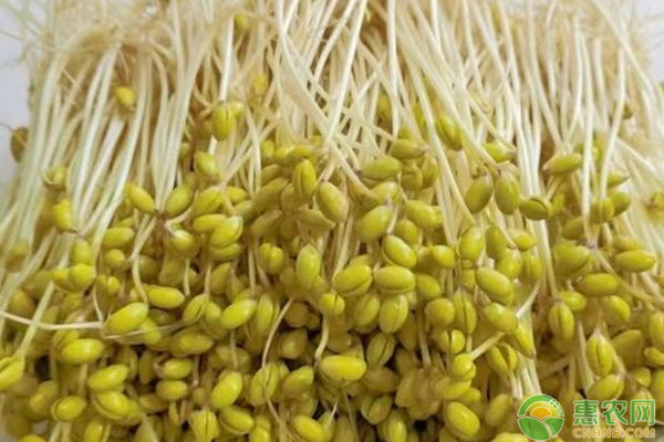 綠豆怎么種成豆芽？-圖片版權(quán)歸惠農(nóng)網(wǎng)所有