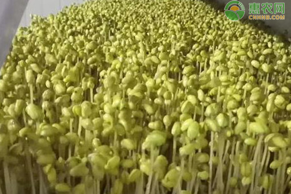 綠豆怎么種成豆芽？-圖片版權(quán)歸惠農(nóng)網(wǎng)所有