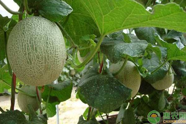 哈密瓜種植時(shí)間是幾月份？-圖片版權(quán)歸惠農(nóng)網(wǎng)所有