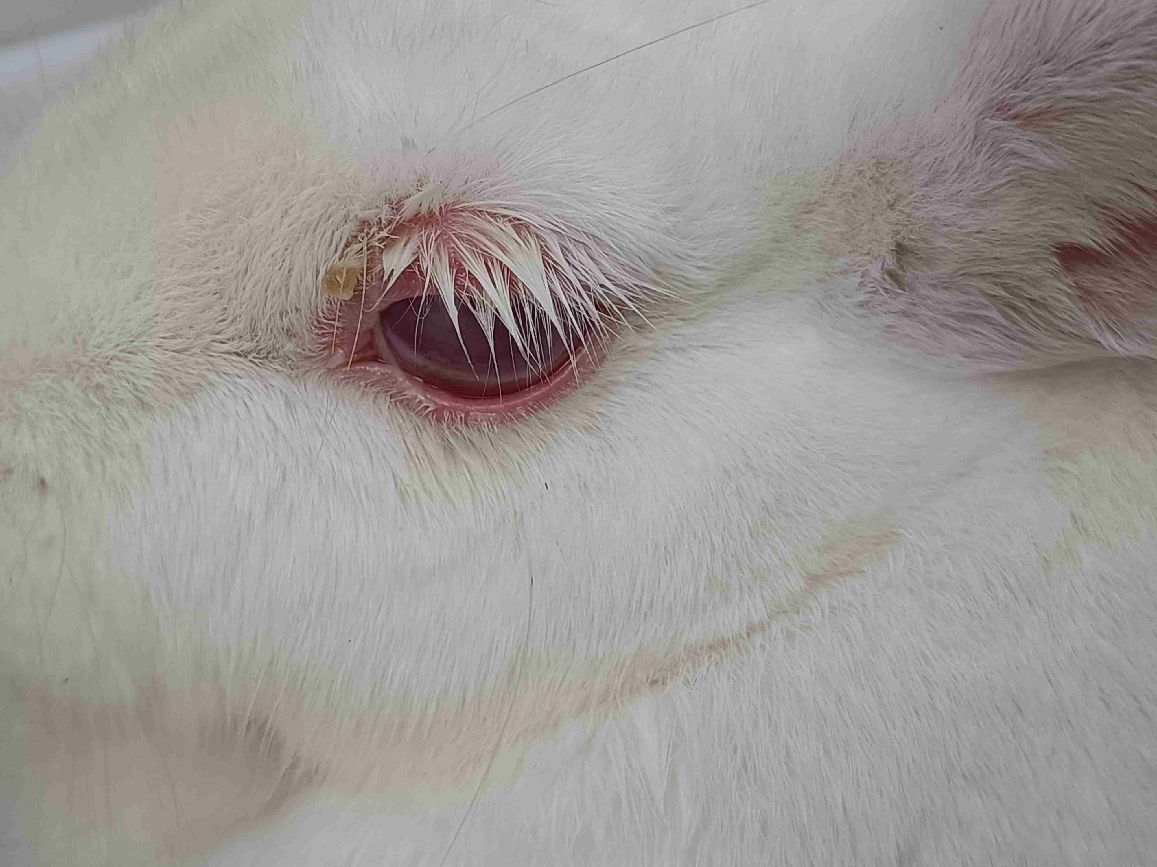 上班回来突然发现兔子的眼睛 变成了这样 请问医生有什么治疗办法吗?