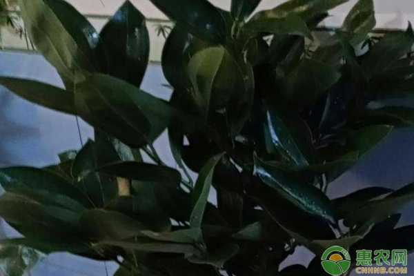 平安樹的葉子下垂是什么原因？-圖片版權(quán)歸惠農(nóng)網(wǎng)所有