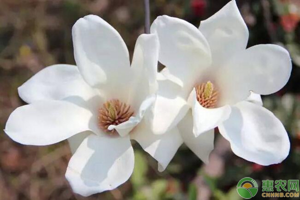 白玉蘭嫁接繁殖栽種技術(shù)-圖片版權(quán)歸惠農(nóng)網(wǎng)所有