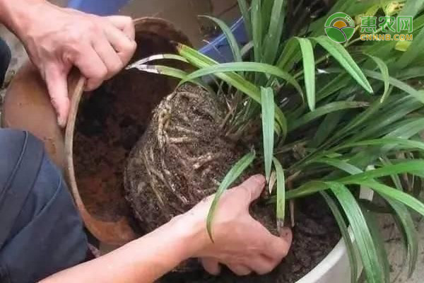 蘭花花期是什么時候？怎么養(yǎng)護？-圖片版權(quán)歸惠農(nóng)網(wǎng)所有
