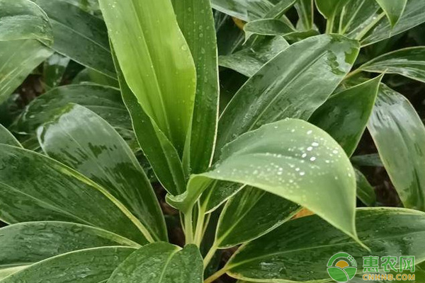 朱蕉干尖黃葉是什么原因？-圖片版權(quán)歸惠農(nóng)網(wǎng)所有