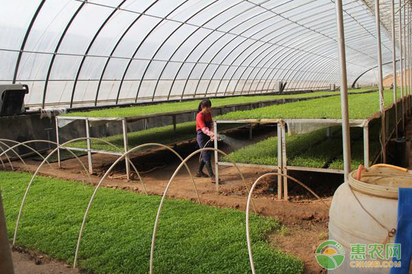 蒜苗怎么种植在家？-图片版权归惠农网所有