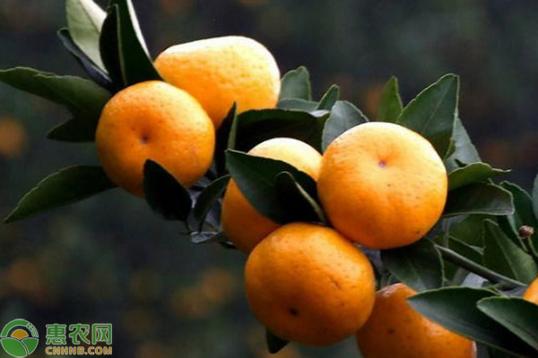 南丰蜜橘几月成熟？有什么特点？