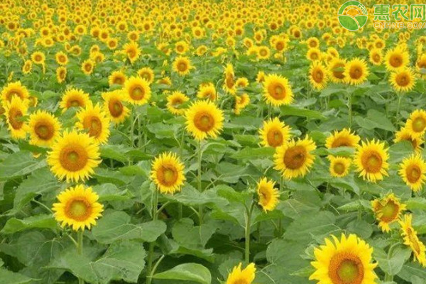 10月葵花籽田間管理-圖片版權(quán)歸惠農(nóng)網(wǎng)所有