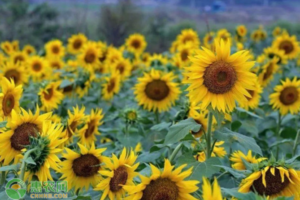 10月葵花籽田間管理-圖片版權(quán)歸惠農(nóng)網(wǎng)所有