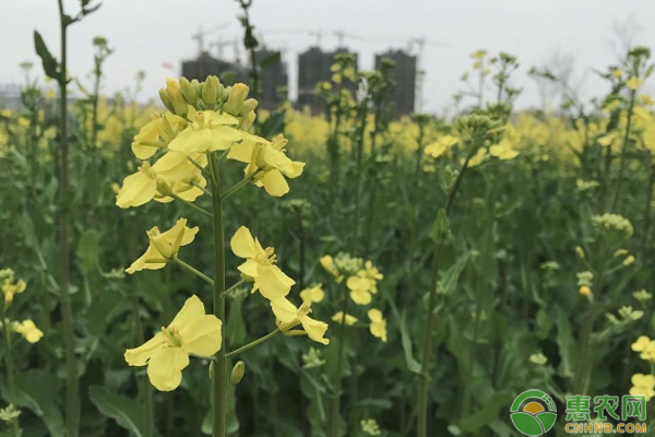 10月油菜田間管理要點-圖片版權(quán)歸惠農(nóng)網(wǎng)所有