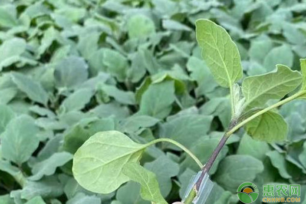 10月份主要農(nóng)事活動(dòng)安排-圖片版權(quán)歸惠農(nóng)網(wǎng)所有
