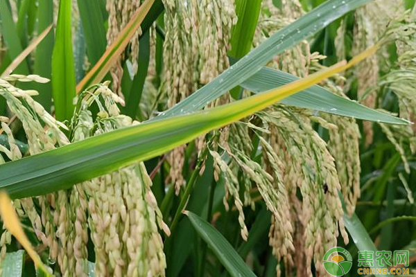 10月水稻种植管理要点-图片版权归惠农网所有