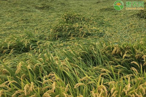 10月水稻种植管理要点-图片版权归惠农网所有