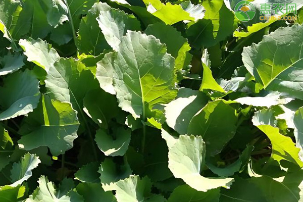 10月油菜田間管理要點-圖片版權(quán)歸惠農(nóng)網(wǎng)所有