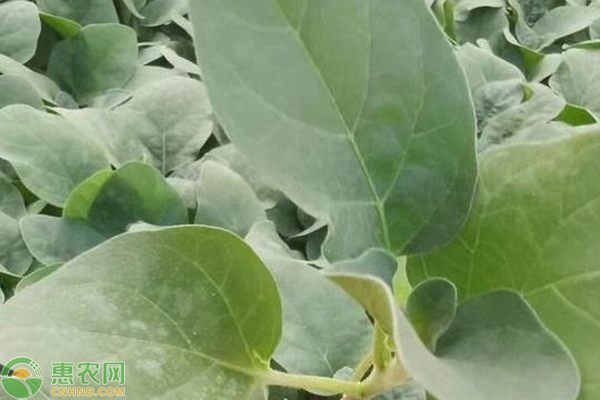 10月份主要農(nóng)事活動(dòng)安排-圖片版權(quán)歸惠農(nóng)網(wǎng)所有