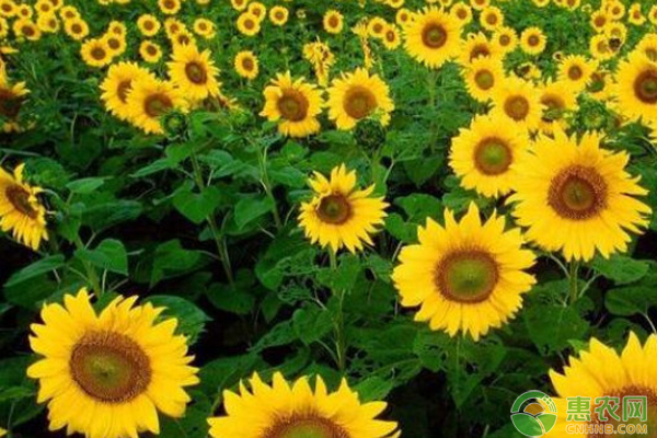 10月葵花籽田間管理-圖片版權(quán)歸惠農(nóng)網(wǎng)所有
