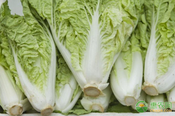 白菜種植施肥及病蟲害防治-圖片版權(quán)歸惠農(nóng)網(wǎng)所有