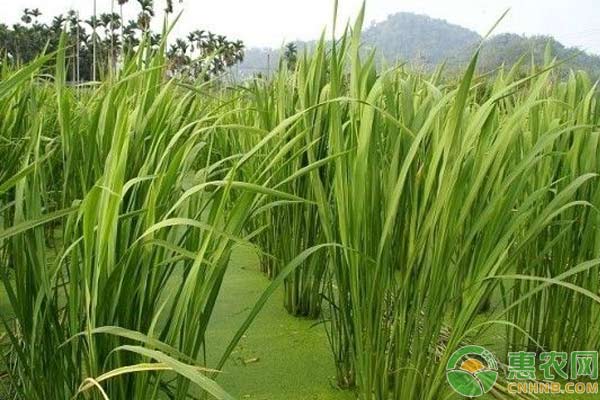 茭白纹枯病的识别与防治-图片版权归惠农网所有