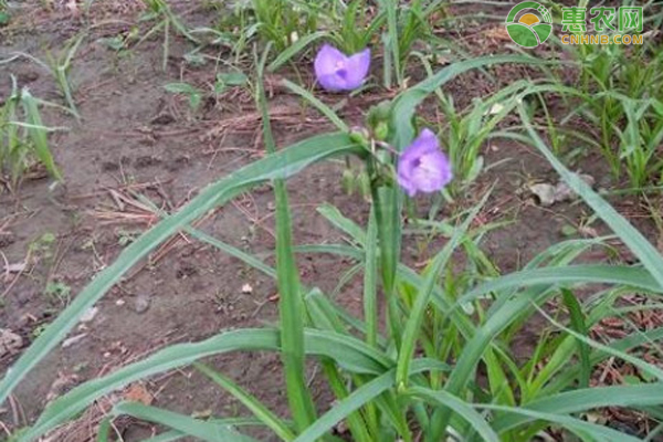 紫露草黄叶的原因和处理办法 农技学堂 惠农网