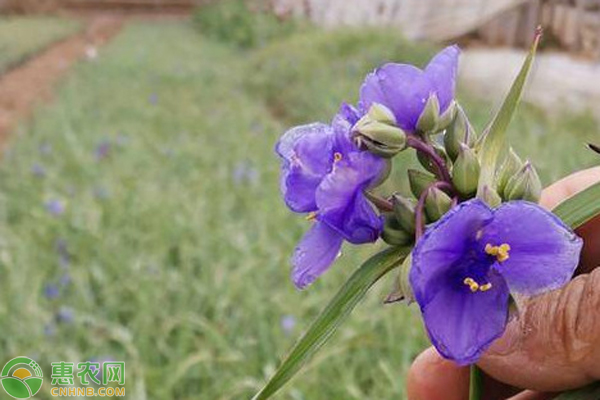 紫露草的养殖方法和注意事项 农技学堂 惠农网