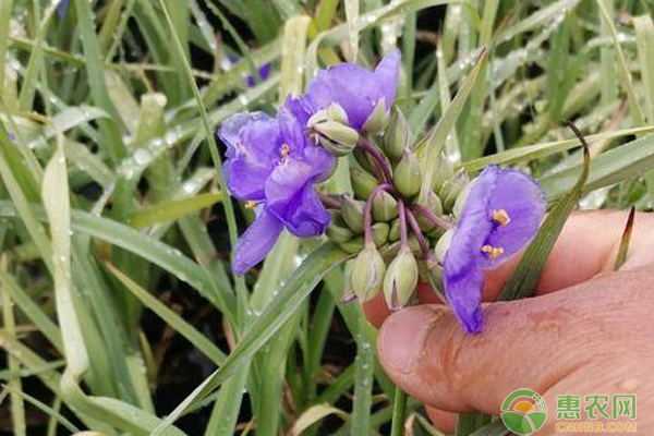 紫露草黄叶的原因和处理办法 农技学堂 惠农网