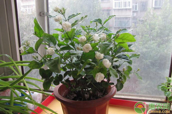 冬季哪些花卉不適合放室內(nèi)養(yǎng)？-圖片版權(quán)歸惠農(nóng)網(wǎng)所有