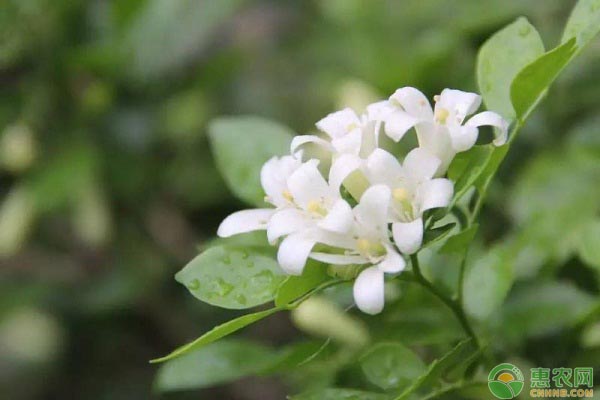 冬季哪些花卉不適合放室內(nèi)養(yǎng)？-圖片版權(quán)歸惠農(nóng)網(wǎng)所有