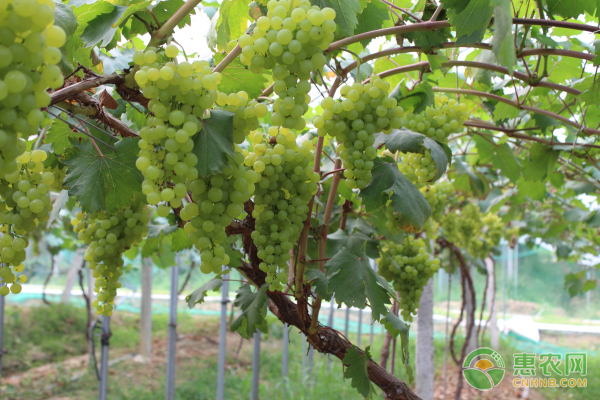 青提葡萄种植管理要点-图片版权归惠农网所有