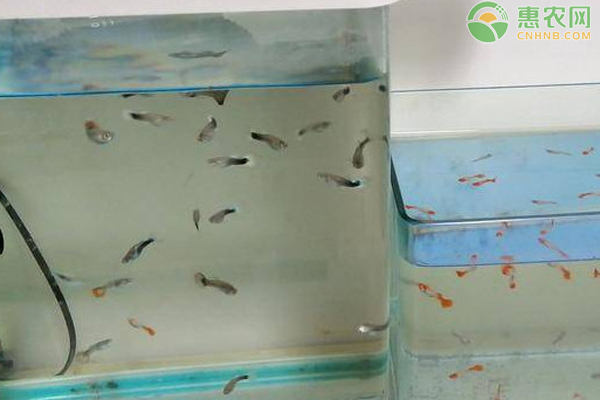 孔雀魚的六種養(yǎng)殖方法-圖片版權(quán)歸惠農(nóng)網(wǎng)所有