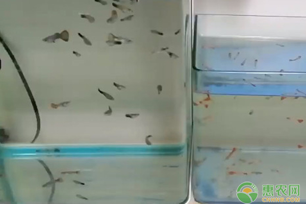 孔雀魚的六種養(yǎng)殖方法-圖片版權(quán)歸惠農(nóng)網(wǎng)所有