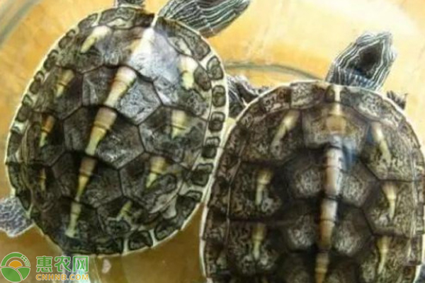 中华花龟能活多少年？什么时候成年？