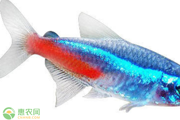 红绿灯鱼怎么分公母？一年繁殖几次？