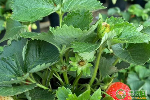 水培草莓的种植方法-图片版权归惠农网所有