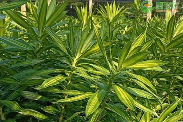 水培百合竹怎么养护不黄叶？