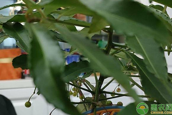 朱砂根不結果是什么原因？-圖片版權歸惠農網所有